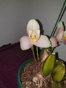 Lycaste Wyuna
