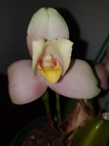 Lycaste Wyuna