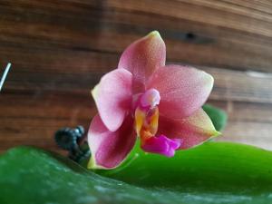 Phalaenopsis AL Redsun Queen