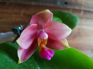 Phalaenopsis AL Redsun Queen