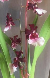 Oncidopsis Bartley Schwarz (Beall)