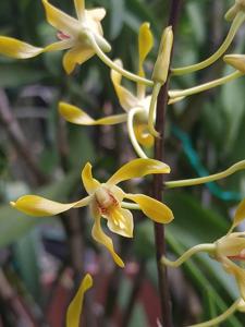 Dendrobium Goldmine