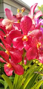 Aranda Françoise Desquiron