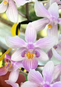 Phalaenopsis Memoria William Glenn