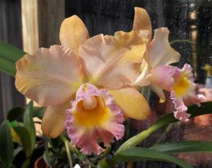 Rhyncholaeliocattleya Memoria Bob Crowder