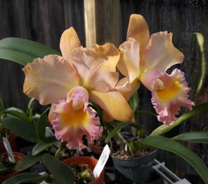 Rhyncholaeliocattleya Memoria Bob Crowder