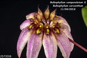 Bulbophyllum Meen Tinker Bell