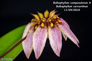 Bulbophyllum Meen Tinker Bell