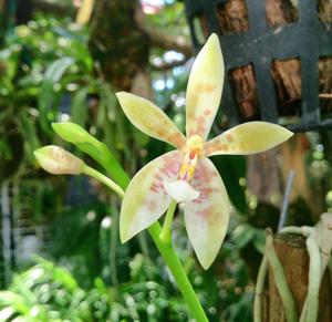 Phalaenopsis Meen Estrella