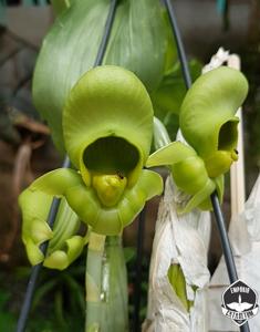 Catasetum John C. Burchett