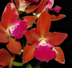 Cattlianthe Loog Tone