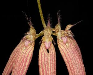 Bulbophyllum Elizabeth Ann