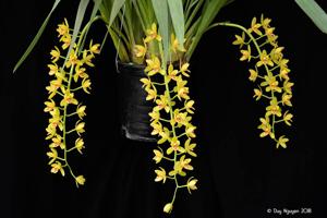 Cymbidium Don Wimber