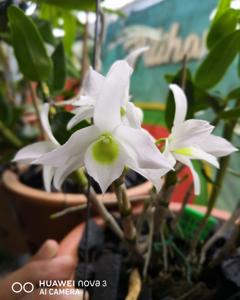 Dendrobium Angel Baby