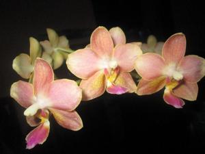 Phalaenopsis Kuntrarti Rarashati