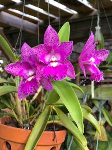 Brassocatanthe SunCoast Pink Mermaids