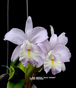 Cattleya Sea Breeze