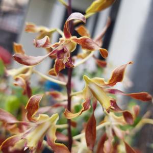 Dendrobium Gloucester Sands