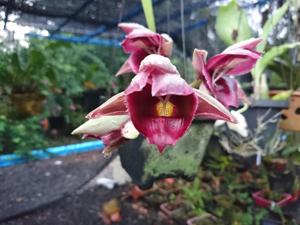 Catasetum Red Dragon