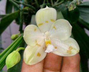 Phalaenopsis Tzu Chiang Tetralitz