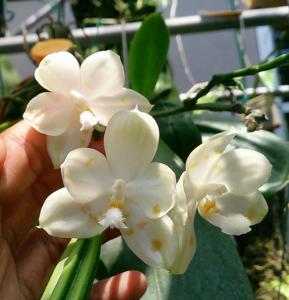 Phalaenopsis Tzu Chiang Tetralitz