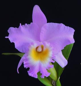 Rhyncholaeliocattleya Princess Teresa