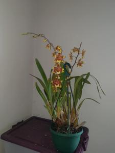 Oncidium Stolen Moment