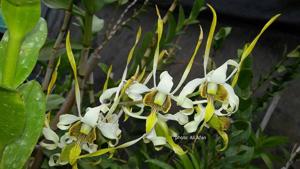 Dendrobium stratiotes-sutiknoi