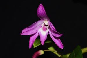 Dendrobium Kurenai