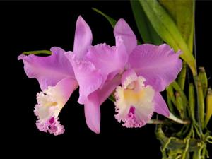 Rhyncholaeliocattleya Chian-Tzy Marvel