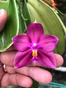 Phalaenopsis Agnes Sng