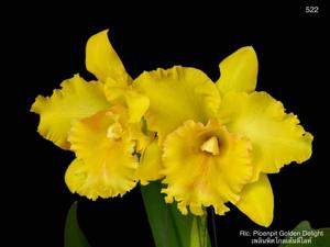 Rhyncholaeliocattleya Ploenpit Golden Delight