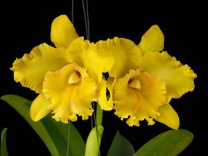 Rhyncholaeliocattleya Ploenpit Golden Delight