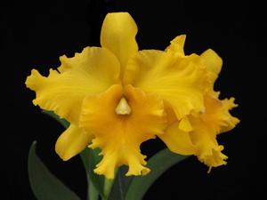 Rhyncholaeliocattleya Ploenpit Golden Delight