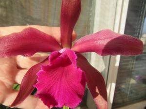 Cattleya Cruella