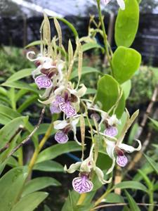 Dendrobium Nicha Firefly Light