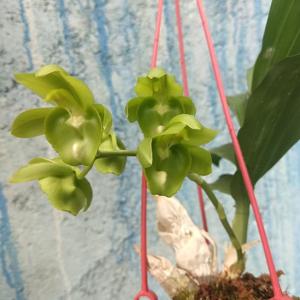 Catasetum Jaime Pomela-tenebrosum