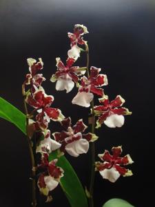 Oncidium Jungle Monarch