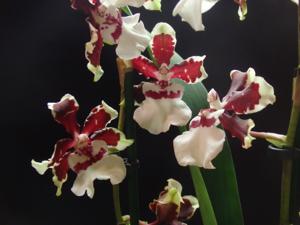 Oncidium Jungle Monarch