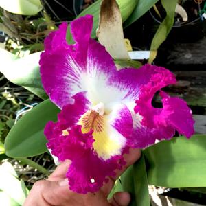 Cattleya White Spark