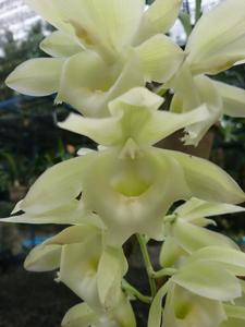 Clowesetum Raymond Lerner