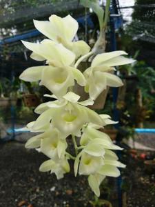 Clowesetum Raymond Lerner