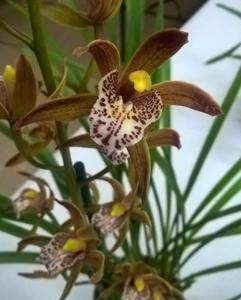 Cymbidium Ba Trieu