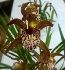 Cymbidium Ba Trieu