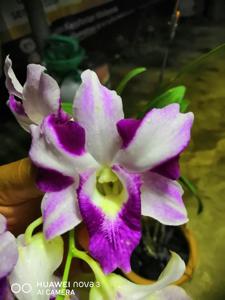 Dendrobium King Dragon