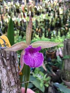 Brassocattleya Kosh Wallis