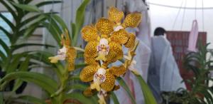 Papilionanda Batram