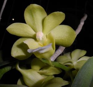 Rhynchovanda Thailand Truly Holiday