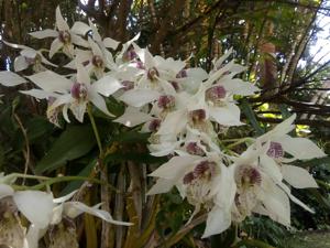 Dendrobium Nancy Fairfax
