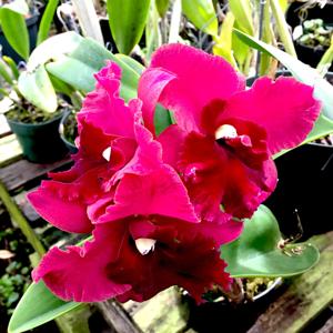 Rhyncholaeliocattleya Rugeley's Mill